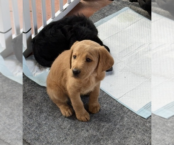 Medium Photo #3 Labradoodle Puppy For Sale in ESCONDIDO, CA, USA