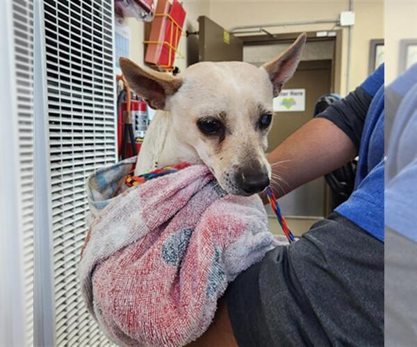 Medium Photo #1 Chihuahua Puppy For Sale in Camarillo, CA, USA