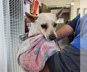 Chihuahua Dogs for adoption in Camarillo, CA, USA