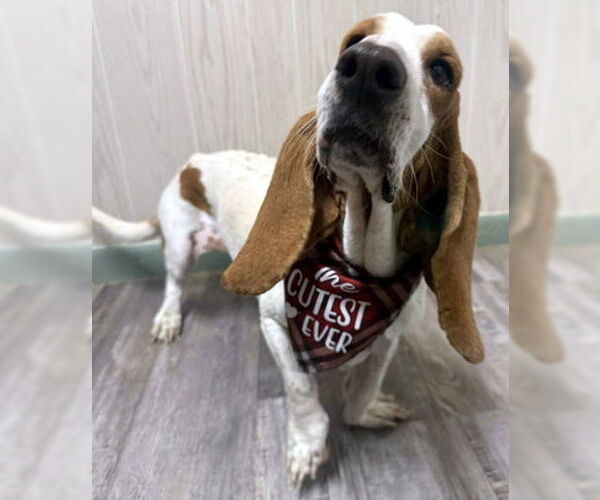 Medium Photo #1 Basset Hound Puppy For Sale in Deepwater, NJ, USA