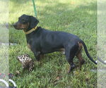 Small #2 Dachshund