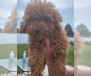 Poodle (Miniature) Puppy for sale in LIGONIER, IN, USA