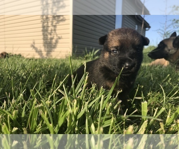 Medium Photo #3 Belgian Malinois Puppy For Sale in WEST PLAINS, MO, USA