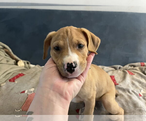 Medium Photo #7 Chihuahua-Unknown Mix Puppy For Sale in Holly Springs, NC, USA