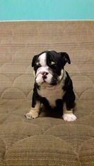 English Bulldog Puppy for sale in REVERE, MA, USA