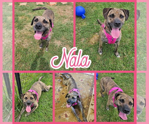 Medium Photo #3 Mastador Puppy For Sale in Blacksburg, SC, USA