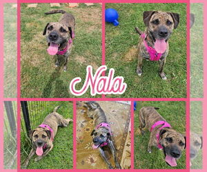 Nala - Female Mastador Dog for Adoption - Photo #3
