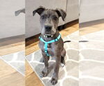 Small Great Dane Mix