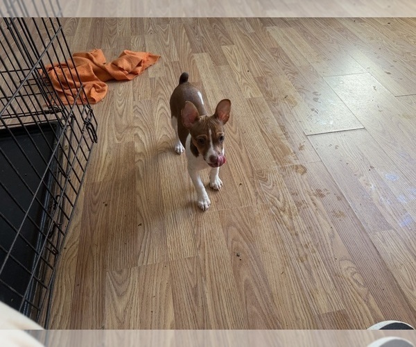 Medium Photo #7 Rat Terrier Puppy For Sale in WHITAKERS, NC, USA