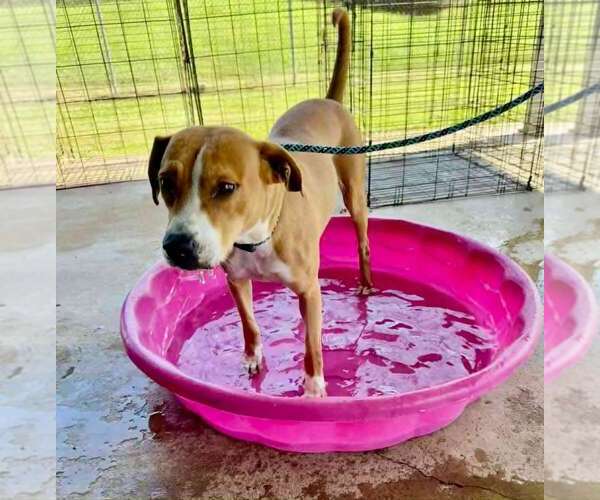 Medium Photo #4 Mutt Puppy For Sale in Abbeville, LA, USA