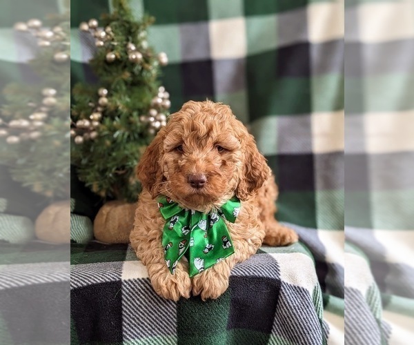 Medium Photo #5 Goldendoodle (Miniature) Puppy For Sale in NOTTINGHAM, PA, USA