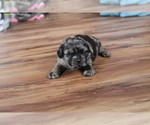 Puppy 5 Poodle (Toy)-Pug Mix