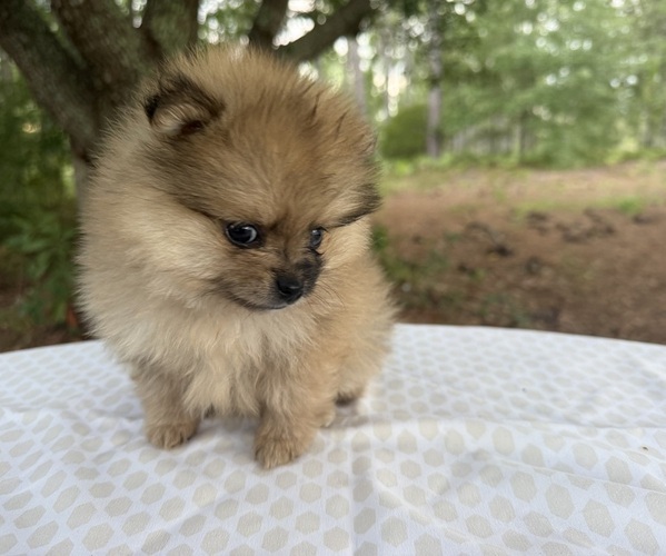 Medium Photo #1 Pomeranian Puppy For Sale in HUBERT, NC, USA