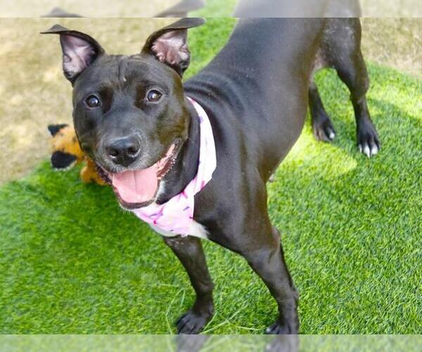 Medium Photo #1 Staffordshire Bull Terrier-Unknown Mix Puppy For Sale in Tallahassee, FL, USA