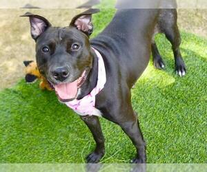 Staffordshire Bull Terrier-Unknown Mix Dogs for adoption in Tallahassee, FL, USA