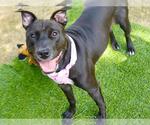 Small Staffordshire Bull Terrier Mix