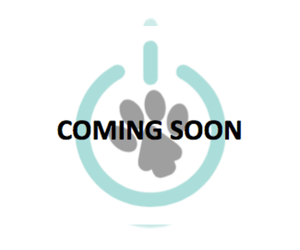 Pomeranian Puppy for sale in NAPLES, FL, USA
