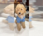 Small Goldendoodle (Miniature)