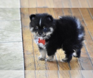 Pomeranian Puppy for sale in COMMERCE, CA, USA
