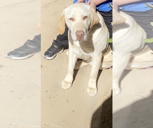 Labrador Retriever Dog for Adoption in HALLWOOD, California USA