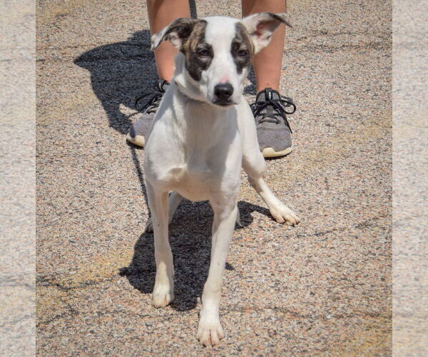 Medium Photo #2 Labrador Retriever-Unknown Mix Puppy For Sale in Huntley, IL, USA