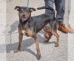 Small #2 Catahoula Leopard Dog-Rottweiler Mix