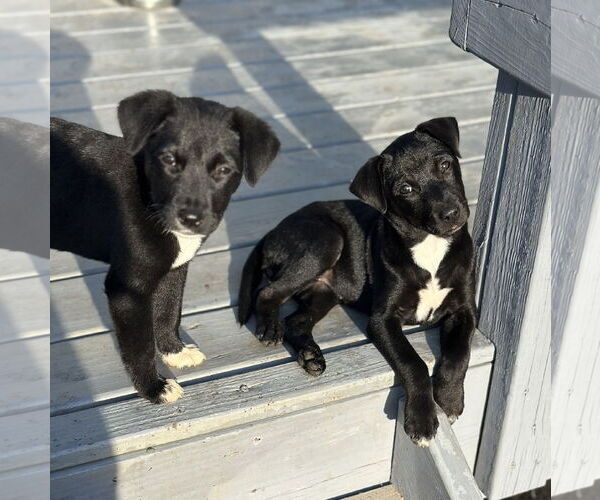 Medium Photo #7 Labrador Retriever-Unknown Mix Puppy For Sale in Garner, NC, USA