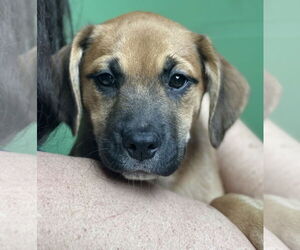 Mutt Dogs for adoption in Elmsford, NY, USA
