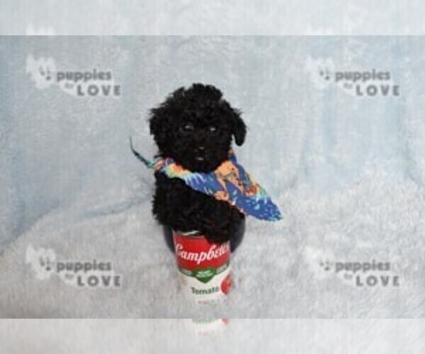 Medium Photo #3 Poodle (Toy) Puppy For Sale in SANGER, TX, USA