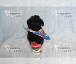 Small #2 Poodle (Toy)