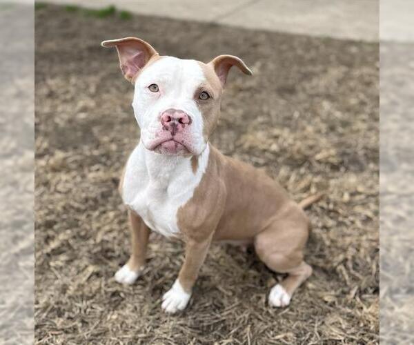 Medium Photo #1 Mutt Puppy For Sale in Modesto, CA, USA