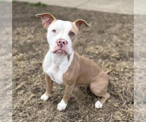 Mutt Dogs for adoption in Modesto, CA, USA