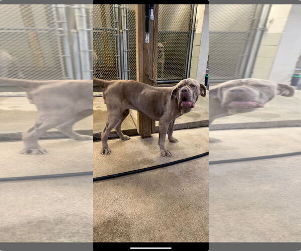Medium Photo #4 Neapolitan Mastiff Puppy For Sale in Ellisville, MO, USA