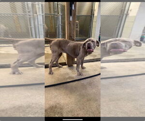 Gracie - Female Neapolitan Mastiff Dog for Adoption - Photo #4