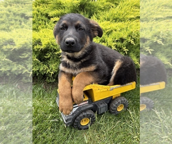 Medium Photo #1 German Shepherd Dog Puppy For Sale in MIDDLEBURY, IN, USA