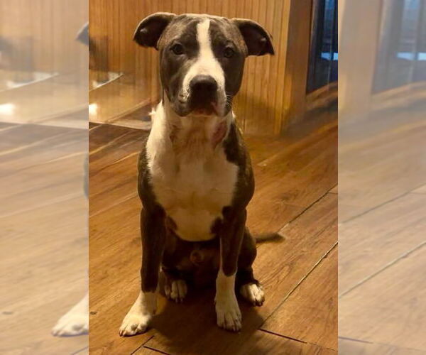 Medium Photo #1 American Pit Bull Terrier Puppy For Sale in Rustburg, VA, USA