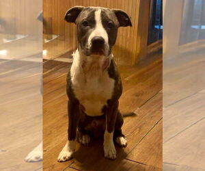 American Pit Bull Terrier Dogs for adoption in Rustburg, VA, USA