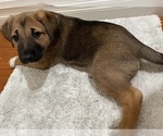 Small #1 Anatolian Shepherd-German Shepherd Dog Mix