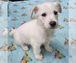 Small #1 Mutt