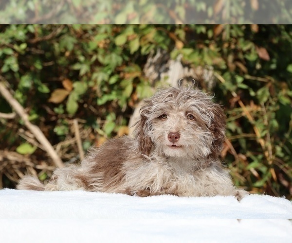 Medium Photo #18 ShihPoo Puppy For Sale in DYERSBURG, TN, USA