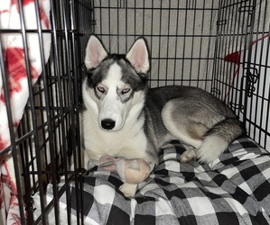 Mother of the Siberian Husky puppies born on 02/09/2022