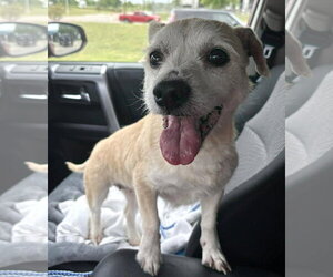 Mutt Dogs for adoption in Boonton, NJ, USA