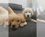 Small #5 Golden Retriever