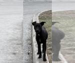 Small American Staffordshire Terrier Mix