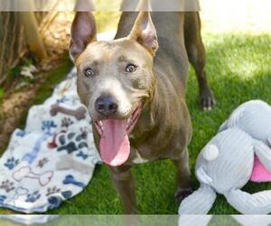 American Pit Bull Terrier-Unknown Mix Dogs for adoption in Tallahassee, FL, USA