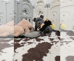 American Bully Puppy for sale in NORTH PORT, FL, USA