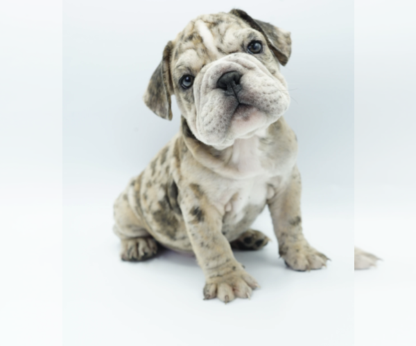 Medium Photo #1 Bulldog Puppy For Sale in MEDINA, WA, USA
