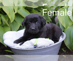 Puppy 8 Labrenees