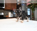 Puppy Puppy 3 French Bulldog