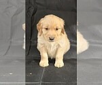 Puppy Puppy 2 Golden Retriever